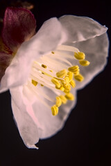 flor del damasco, boton de flor o florecida, petalos blancos rosados y filamentos amarillos