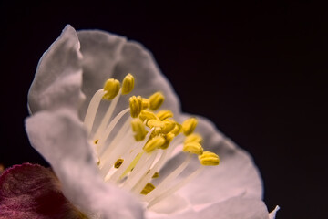 flor del damasco, boton de flor o florecida, petalos blancos rosados y filamentos amarillos