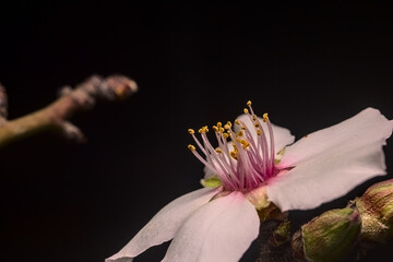 flor del almendro en crecimiento o florecida