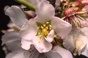 Fototapeta na wymiar flor del almendro en crecimiento o florecida