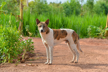 Portrait of  Thai dog  standing on the ground,outdoors.