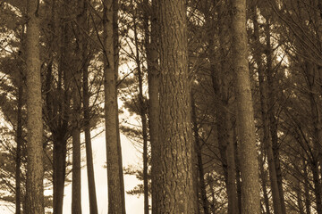 Fototapeta premium Pine forest Te Kopuru Northland