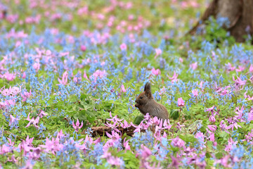 【北海道】エゾリスとカタクリの花