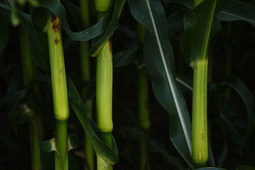 Corn stalks in the farm field at dawn