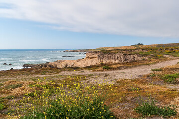 Southern sea otters enjoying life on the Central California Coast