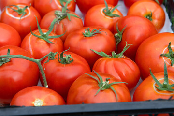 Large red tomatoes are lying in a black plastic box. Harvest of ripe tomatoes.An environmentally friendly product.Vegetables grown in the village.Lots of red ripe tomatoes