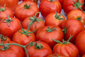 Lots of red ripe tomatoes of different sizes.Harvest of ripe tomatoes.An environmentally friendly product.Vegetables grown in the village.Not perfect tomatoes with disadvantagess