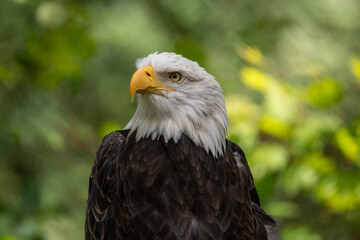 american bald eagle