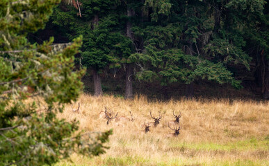 Roosevelt Elk Bulls on hillside