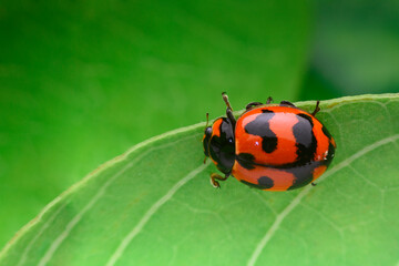 ladybird on a leaf
