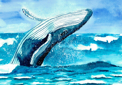 the illustration of the jumping whale
