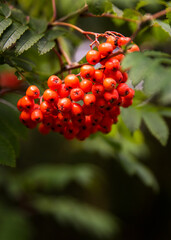 red berries on a tree