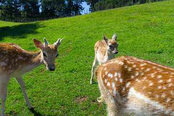 Three Spotted Spanish Fallow deer in field