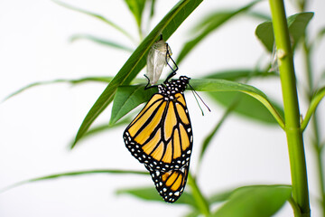 Endangered monarch butterfly just emerged from its chrysalis on a milkweed. 
