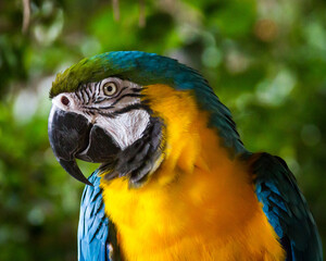 Blue & Gold Macaw