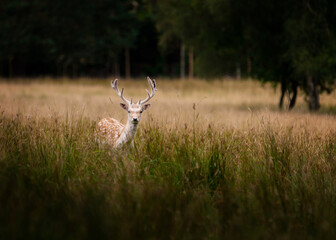 deer in the grass