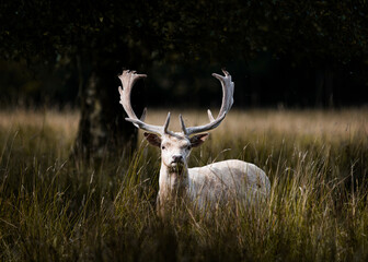 white deer in the meadow