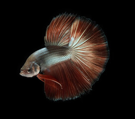 Copper Pink Halfmoon Betta Fish is one of beautiful and rare betta fish