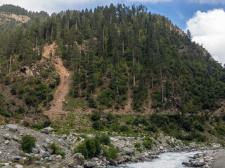 Cedar forest in Kalam Swat Pakistan