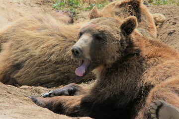 Young bear yawning with another bear sleeping behind it