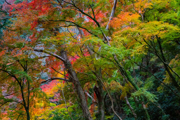 箕面の紅葉
