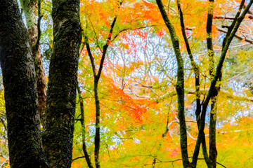 箕面の紅葉
