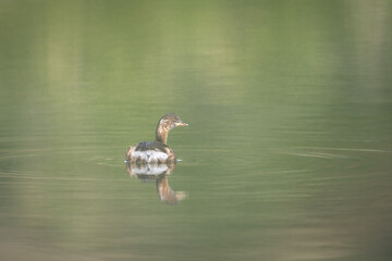 Little grebe Tachybaptus ruficollis swimming on lake