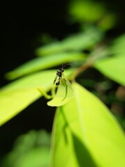 A beautiful fly on a shiny leaf 