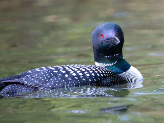 Loon swimming on Lake Visnaw near Wasilla outside of Anchorage Alaska USA