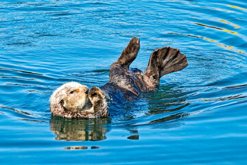 Southern sea otters enjoying life on the Central California Coast