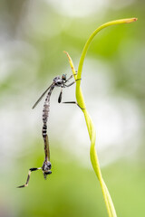 mating robber fly on a branch