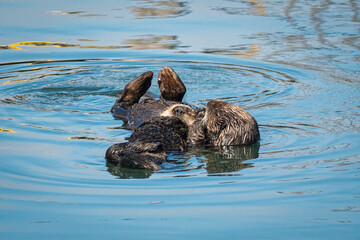 Southern sea otters enjoying life on the Central California Coast