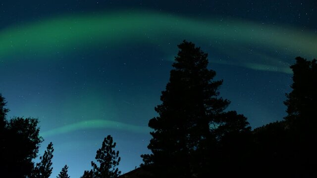 Green Arch Aurora Borealis Loop Winter Forest Northern Lights