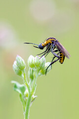 toxophora on a flower