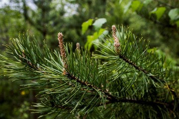 conifer