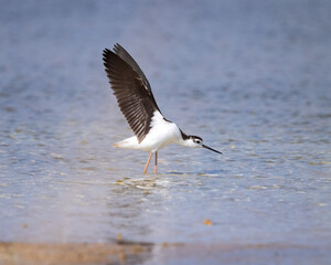 Black-Necked Stilt stretching before flying away