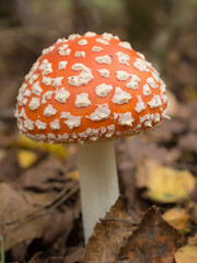 red fly agaric