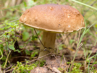 white mushroom in the forest