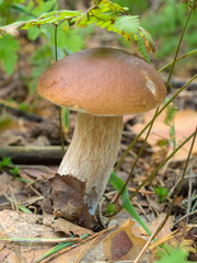 mushroom in the forest