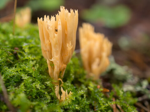 mushroom Ramaria flava in the forest