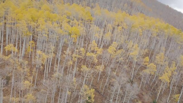 Drone aerial over Aspen Colorado in the fall season. 