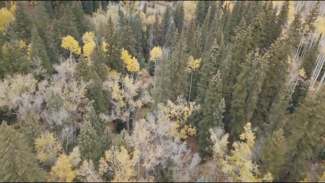 Drone aerial over Aspen Colorado in the fall season. 