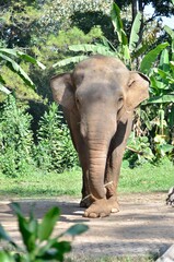 Fototapeta premium elephant in the park