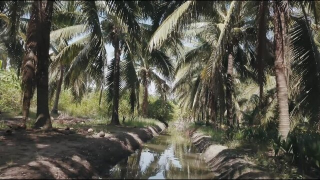 Aerial over coconut plantation in south east Asia. 