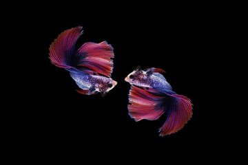 A betta fish is a small, freshwater fish that is brightly colored,
has long fins,
This is one of kind betta fish called Multicolor Double Tail betta Fish.