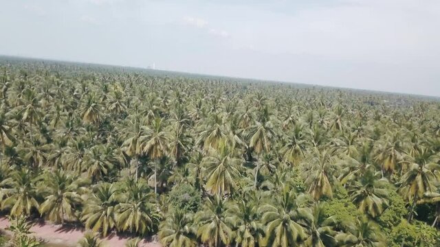 Aerial over coconut plantation in south east Asia. 