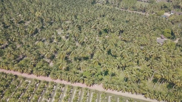 Aerial over coconut plantation in south east Asia. 
