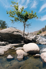 A tree grows out of white river rocks along a river in California.