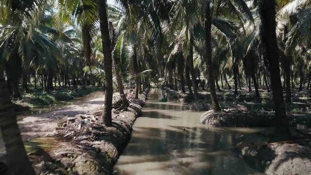 farmers harvest coconuts in the plantation.