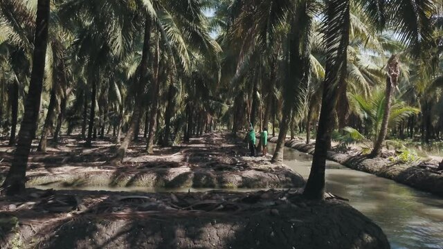 farmers harvest coconuts in the plantation.